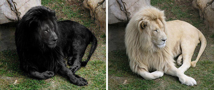 ​A Black Lion That Was Completely Photoshopped