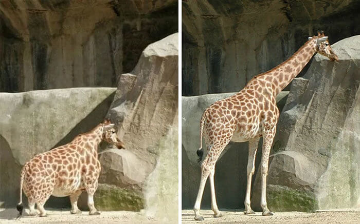 ​This Dwarf Giraffe Was Never Real