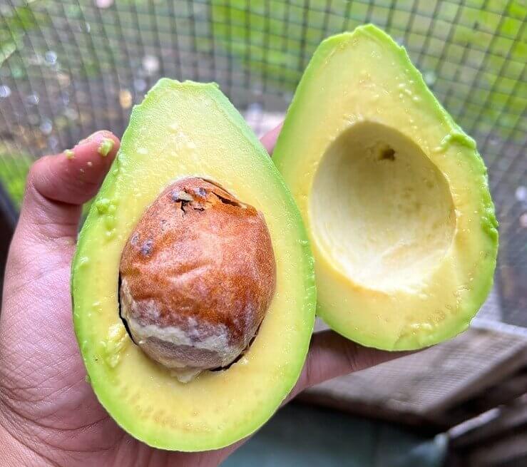 Avocados