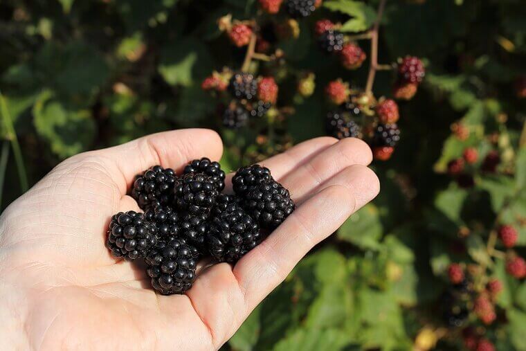Blackberries