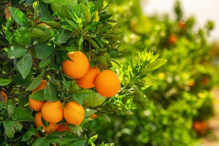 Oranges