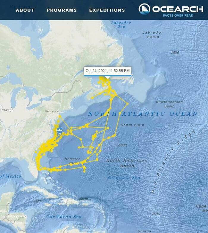 A Shark Drew A Self Portrait On A Map