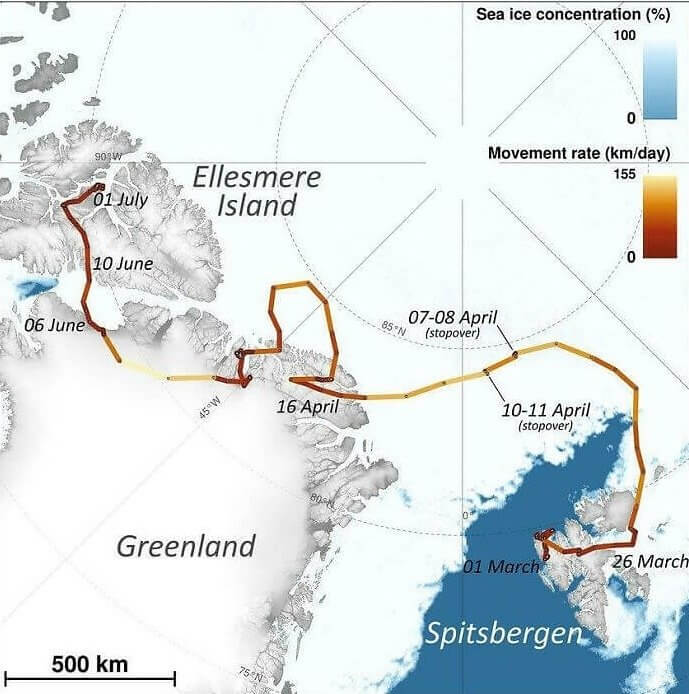 Mapping Out A Fox's Journey From Norway To Canada