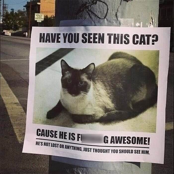 A Poster for the Most Awesome Cat