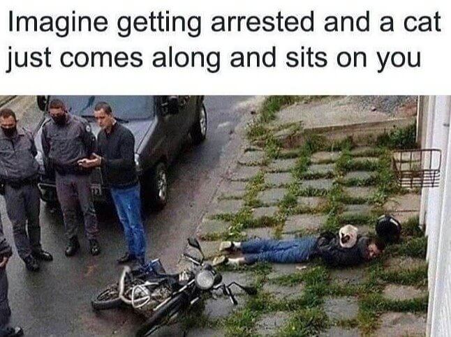 The Cat Took Part in the Arrest