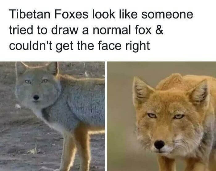 Tibetan Foxes Are a Special Kind of Fox