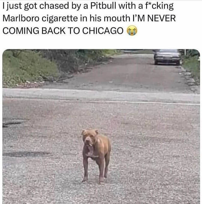 The Pitbull With a Cigarette in Its Mouth