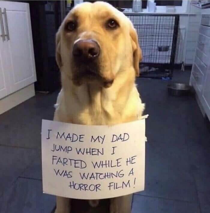 The Sign of Shame for a Cute Doggo