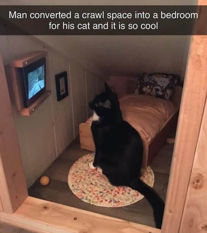 Making a Home Inside Home for the Cat
