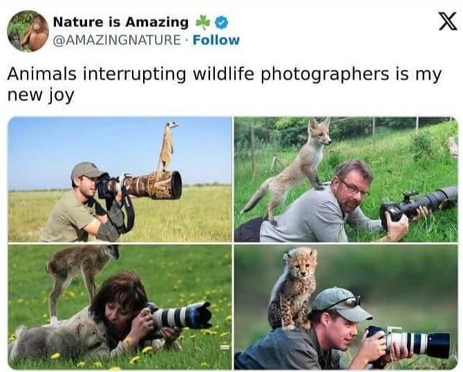 Animals and Wildlife Photographers Team up