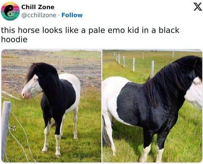 The Pale Emo Horse With a Black Hoodie
