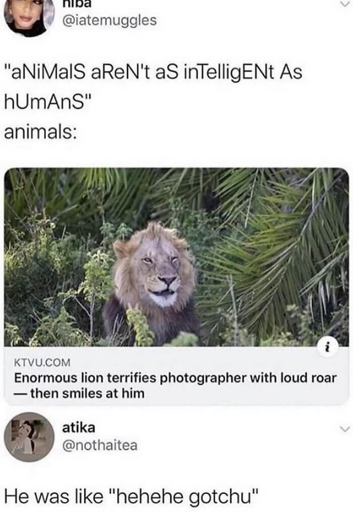The Lion That Is Also a Prankster
