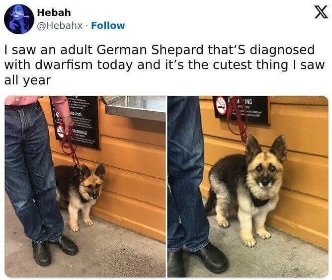 A German Shepherd That Was Diagnosed With Dwarfism