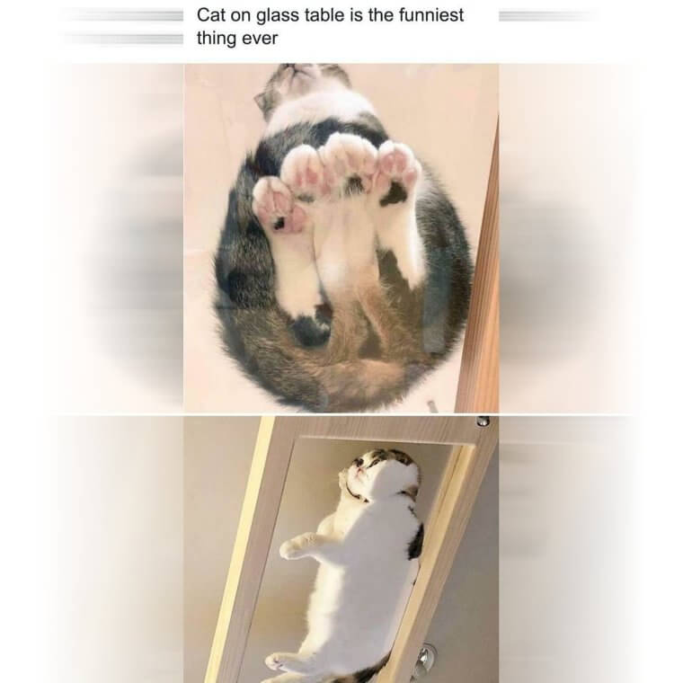 Cats on a Glass Table - A Series