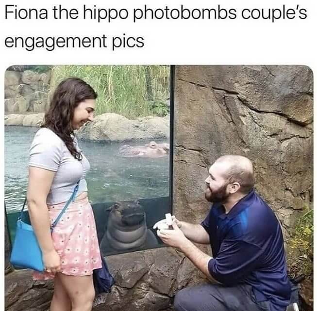 The Cutest Hippo Photobomber