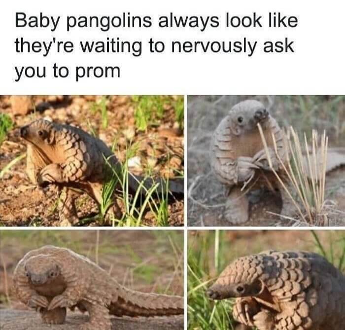 Baby Pangolins Are the Picture of Anxiety