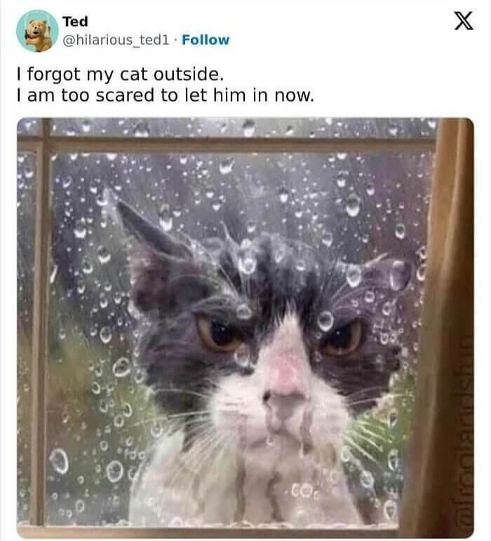 When You Forget That Your Cat Was Outside and It Starts Raining