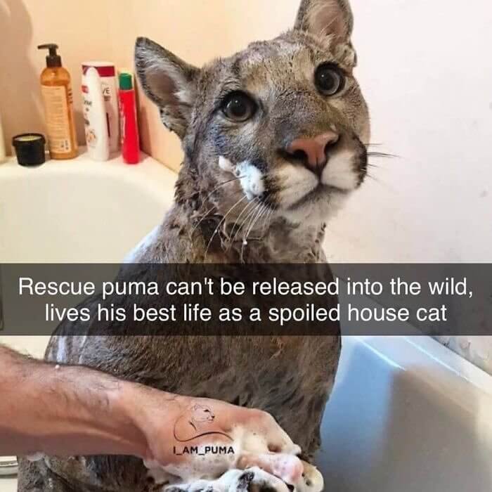 When a Puma Becomes a Pet