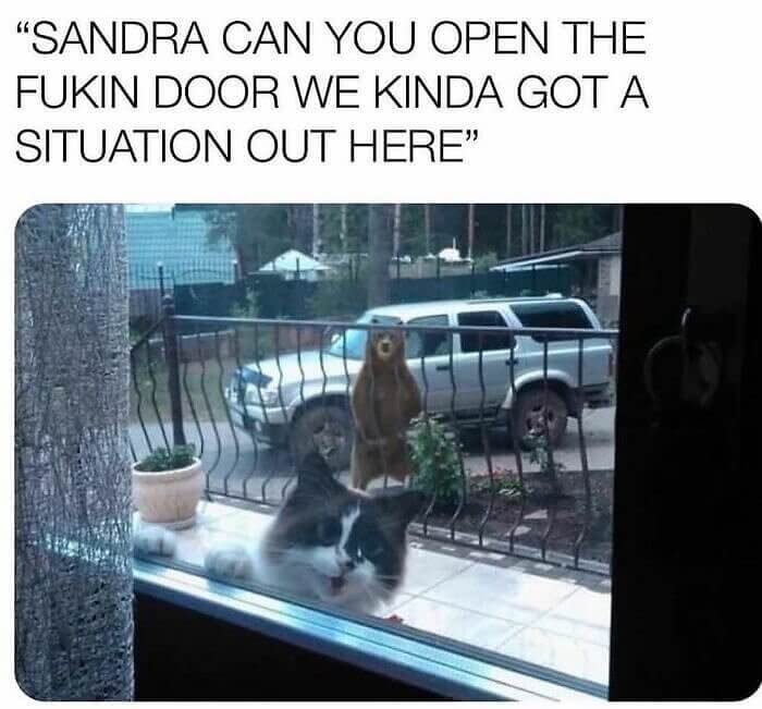 This Bear Has His Eye on the Cat