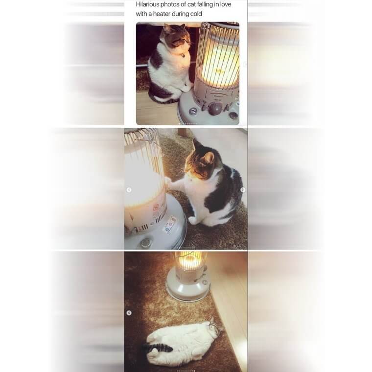 The Romance of the Century - A Cat and a Heater