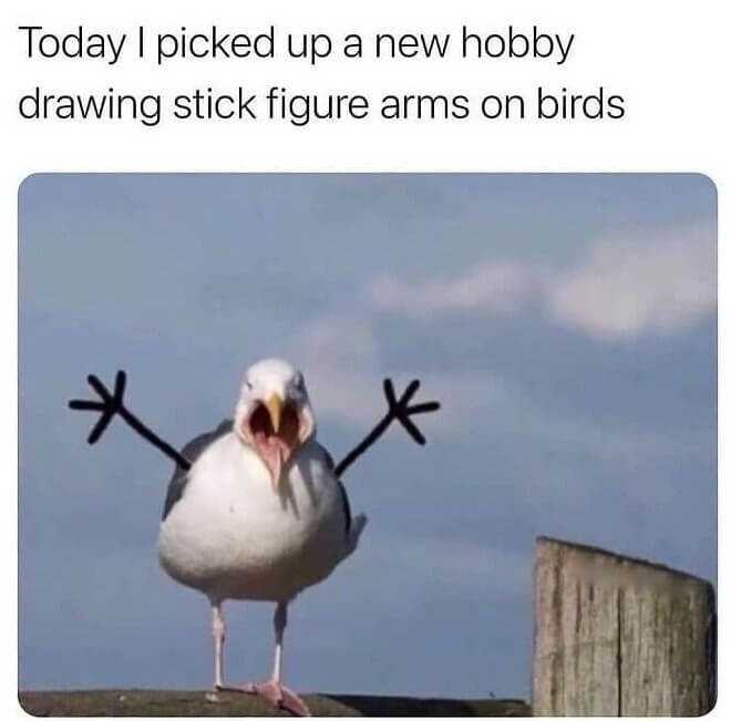 A Seagull With a New Look