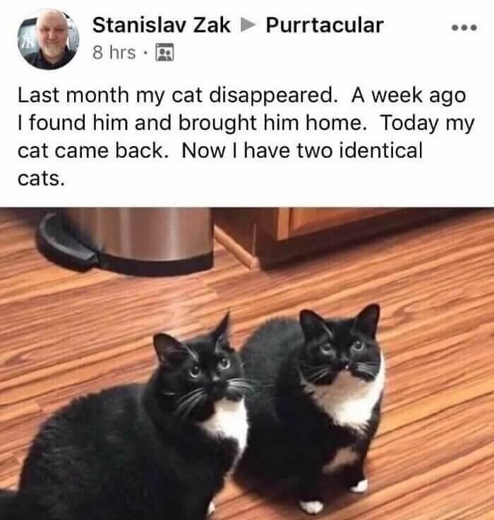 Two for One Deal - Cat Version
