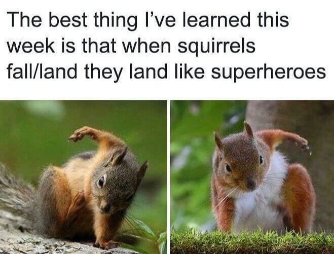 Squirrels Have a Superhero Landing