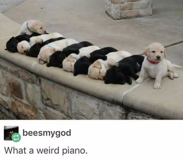 A Piano of Little Puppies