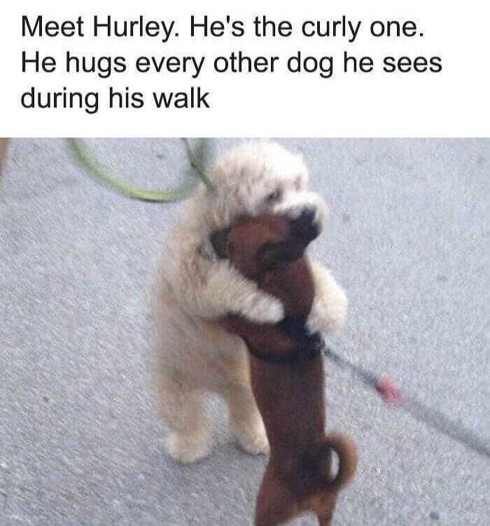 The Cute, Curly Dog Who Hugs All Other Dogs
