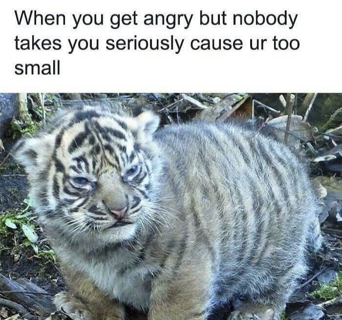 Just a Little Angry Baby Tiger