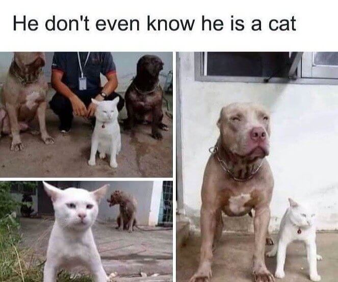 When Your Cat Is Convinced He Is a Dog