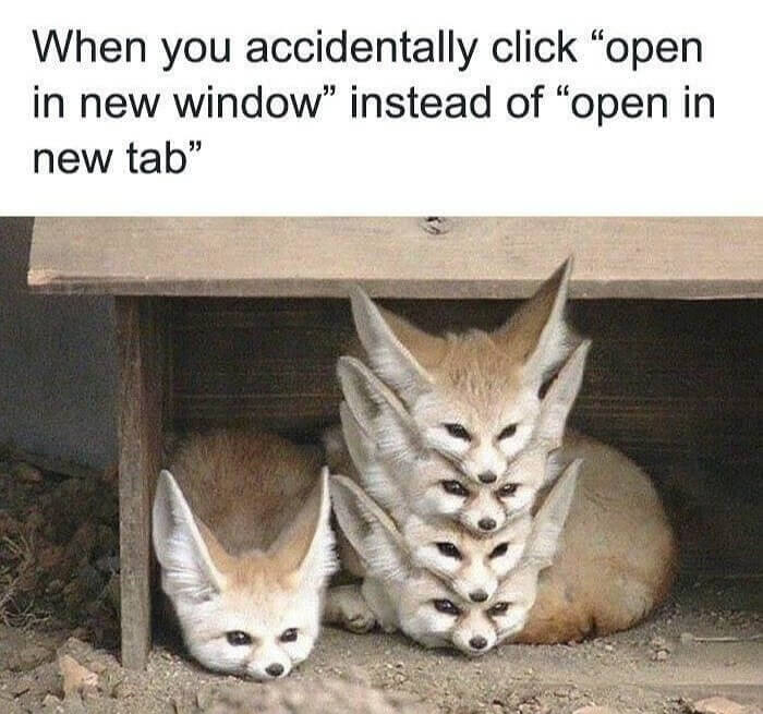 A Pile of Adorable Foxes