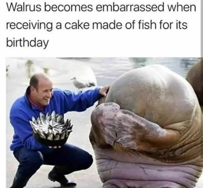 A Cute and Shy Walrus