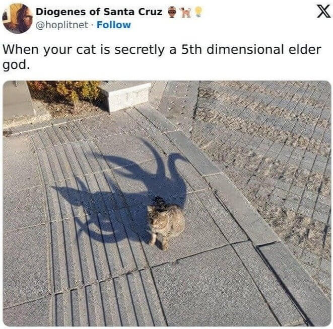 When the Shadows Turn Your Cat Into a God