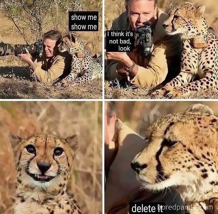 When the Cheetah Doesn't Approve of the Photo
