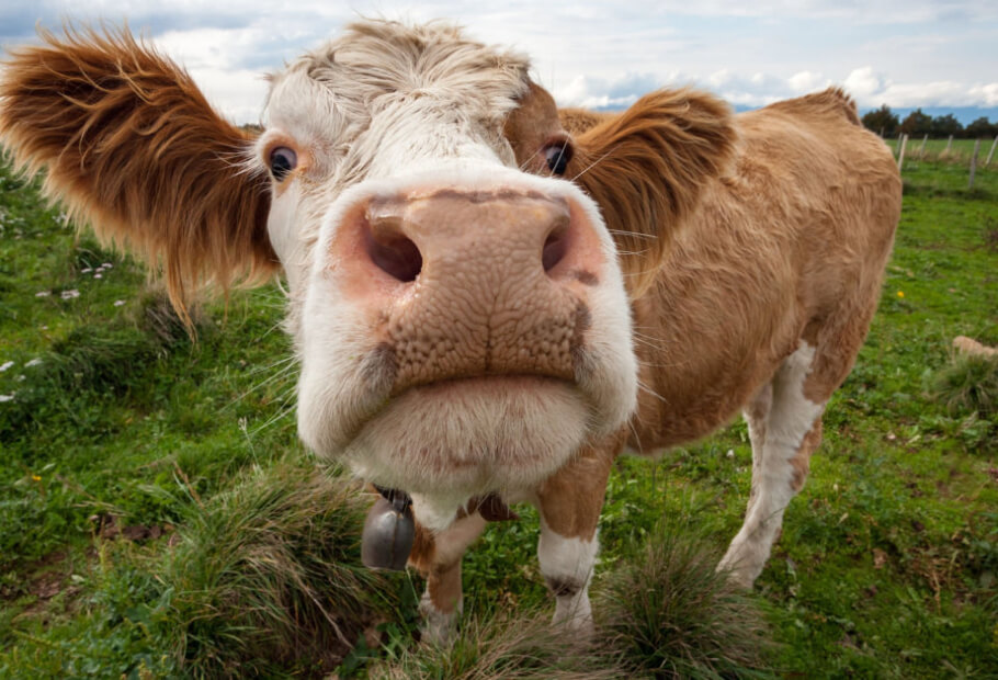 Cute Animal Memes to Make Everyone Laugh