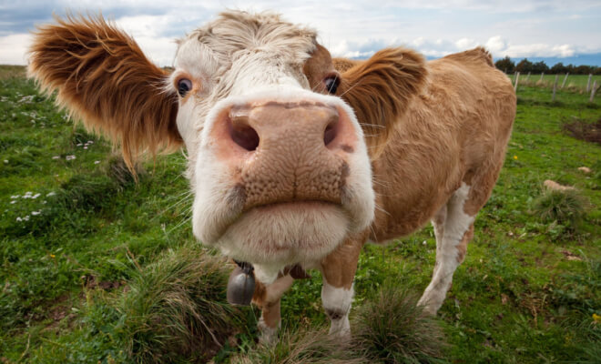 Cute Animal Memes to Make Everyone Laugh