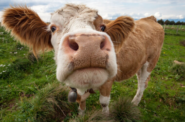 Cute Animal Memes to Make Everyone Laugh