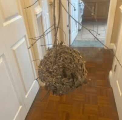 We Wonder Who Took Home This Hornets Nest Sold for a Bargain $25