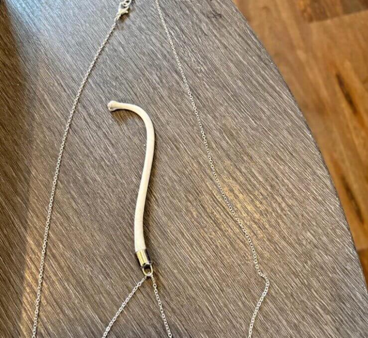 A Raccoon Baculum on a Necklace Chain