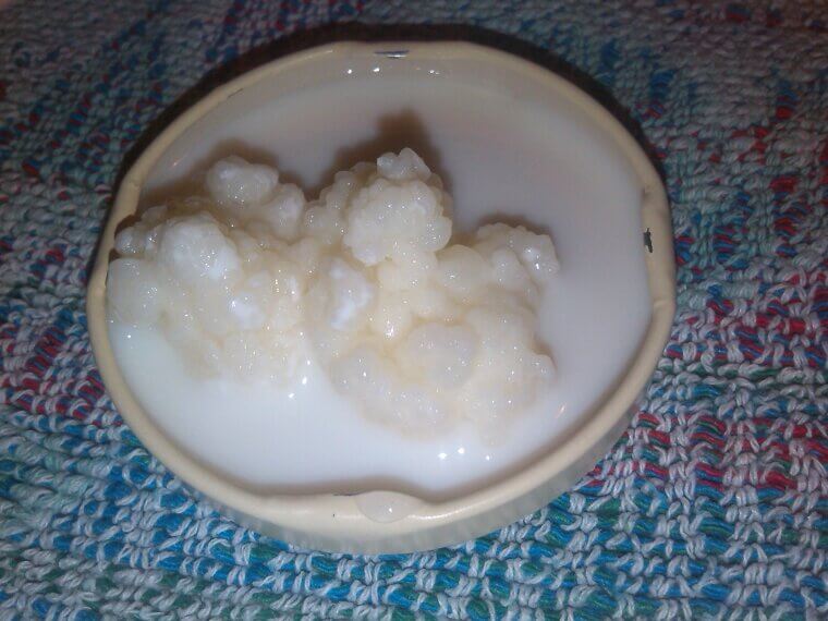 Kefir - 10g