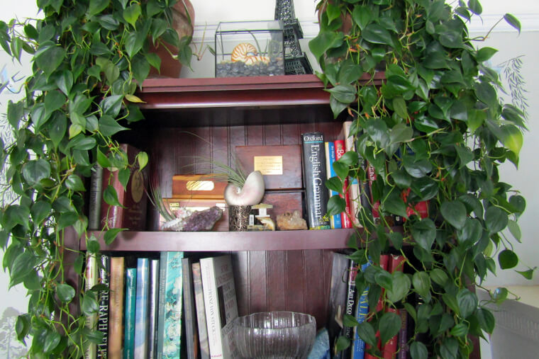 Heart Leaf Philodendron