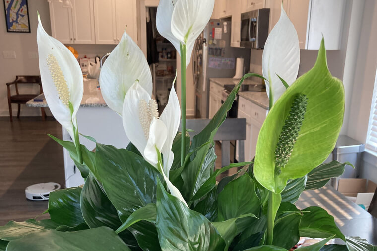 Peace Lily