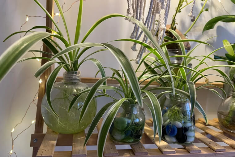 Spider Plant
