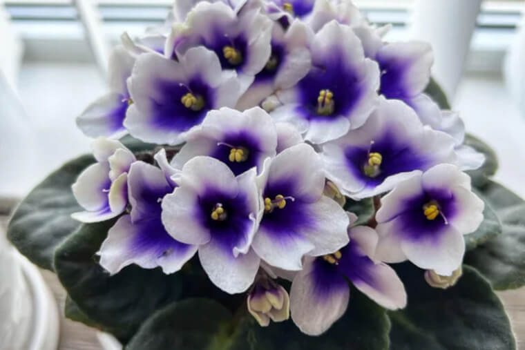 African Violet