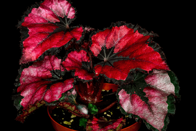 Rex Begonia