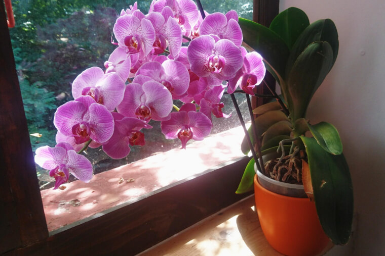 Phalaenopsis Orchid