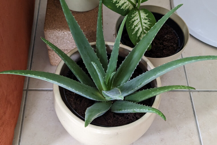 Aloe Vera