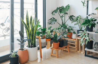 Low-Maintenance Houseplants Everyone Can Enjoy