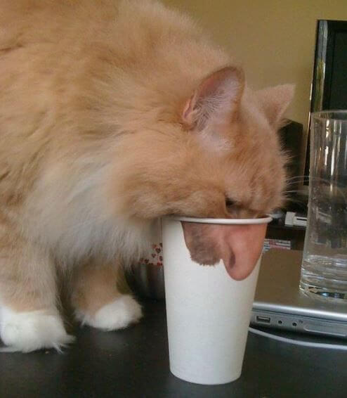 Milk Isn't Good For Your Cat